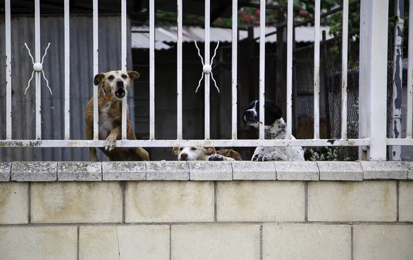 Abandoned Dogs Kennel Feeding Animals Mammals — Stock Photo, Image