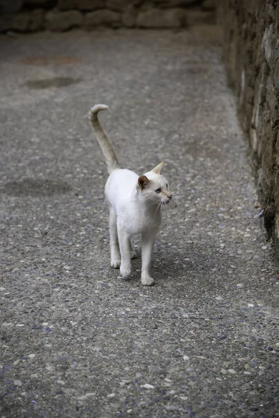 Gatti Randagi Che Mangiano Strada Dettaglio Animali Abbandonati — Foto Stock