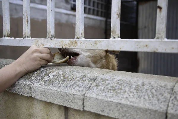 Dog locked in kennel, abandoned animals and mistreated