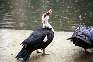 Göletteki ördek, memeli kuşlar, doğal manzara, hayvanlar