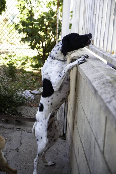 Verlaten Honden Kennel Dieren — Stockfoto