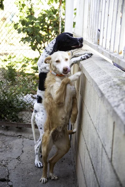 Cani Abbandonati Nel Canile Animali — Foto Stock