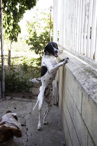 Kafesteki Köpekleri Evcil Hayvanlar Memeliler Evcil Hayvanlar — Stok fotoğraf