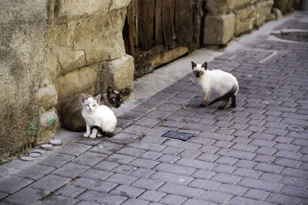Siamesische Katze Mit Jungen Auf Der Straße Verlassene Tiere Herde — Stockfoto