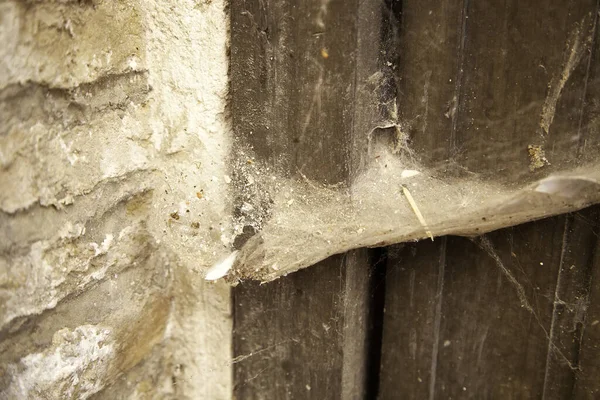 木製のドア 動物や昆虫 汚れや怠慢のクモの巣 — ストック写真