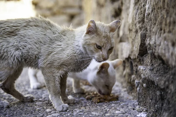 Utcai Macskák Eszik Részlet Elhagyott Állatok — Stock Fotó