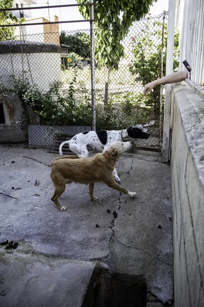 Φυλακισμένα Κυνηγόσκυλα Κατοικίδια Ζώα Θηλαστικά Και Κατοικίδια Ζώα — Φωτογραφία Αρχείου