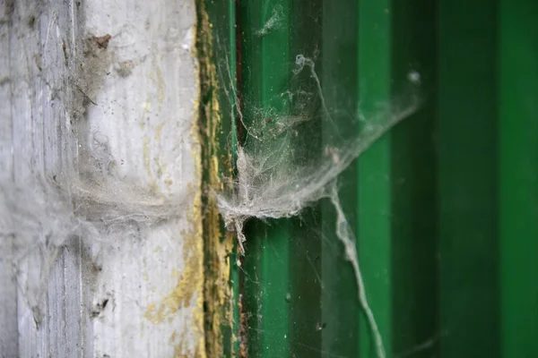 木製のドア 動物や昆虫 汚れや怠慢のクモの巣 — ストック写真