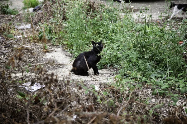 Sokakta Yemek Yiyen Sokak Kedileri Terk Edilmiş Hayvanların Detayları — Stok fotoğraf