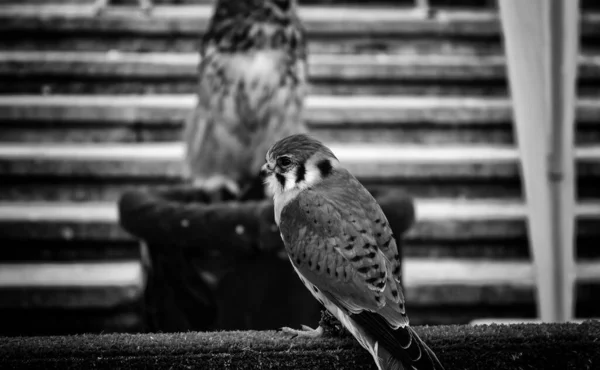 飼育下動物 鳥の黄金の鷲 — ストック写真