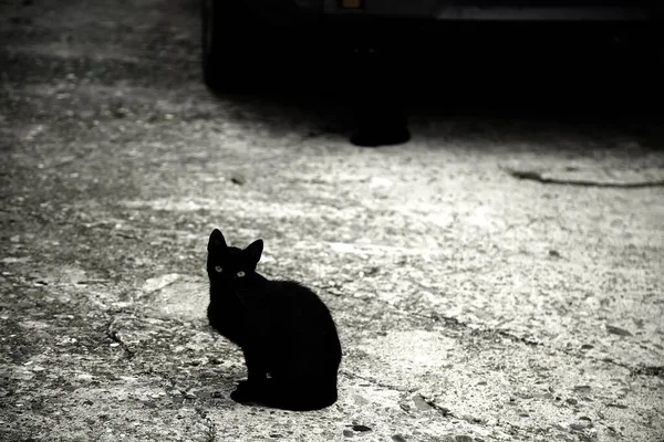 Zatoulané Černé Kočky Zvířata Domácí Zvířata Pověry Magie — Stock fotografie