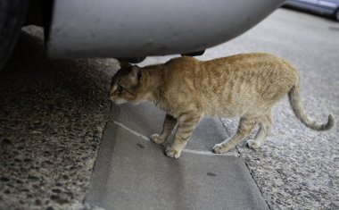 Saklı arabanın altındaki kedi, başıboş hayvanlar, barınak