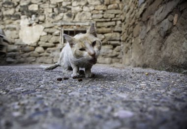 Sokakta yemek yiyen sokak kedileri, terk edilmiş hayvanların detayları.
