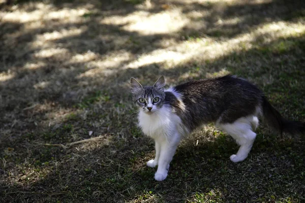 Forêt Persane Chat Sauvage Animaux Nature Animaux Domestiques — Photo