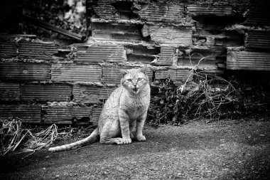 Sokak kedisi sokakta yemek yiyor, evcil hayvanlar...
