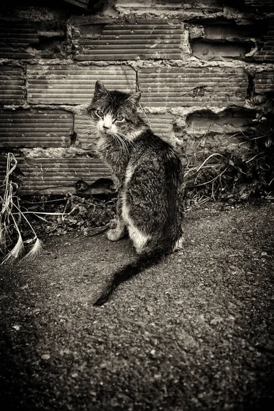 捨てられたストリート猫 動物虐待 悲しみ — ストック写真