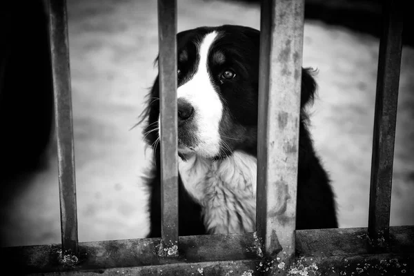Собака Заперта Питомнике Брошена Жестоко Обращается Животными — стоковое фото