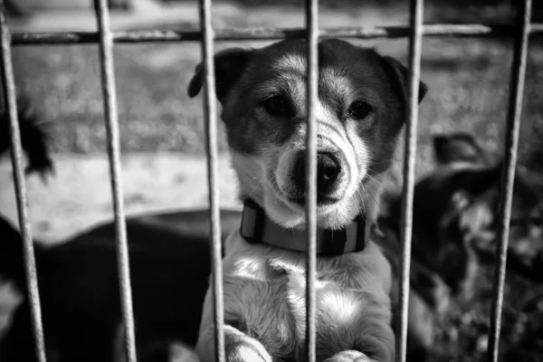 Cães Canil Trancados Abandonados Tristeza — Fotografia de Stock