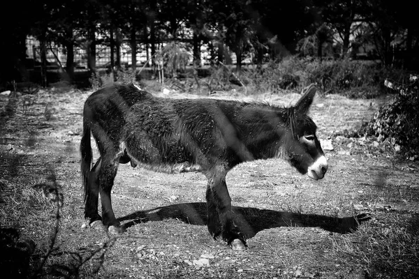 Burros Fazenda Animais Parque Natural — Fotografia de Stock