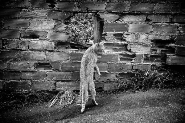 Kattmat Gatan Husdjur — Stockfoto