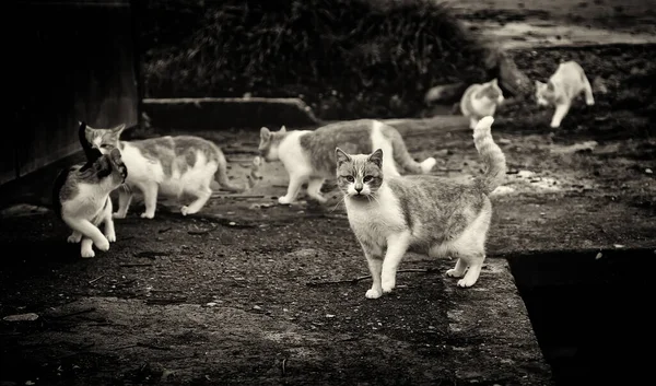 Elhagyott Macskák Állatkínzás Szomorúság — Stock Fotó