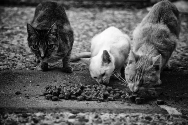 街上的猫在城里吃饭 被遗弃的动物 — 图库照片