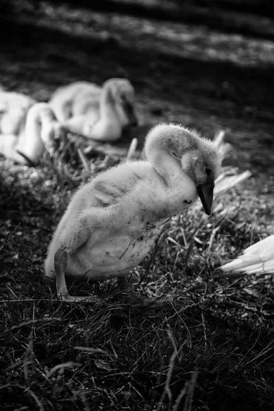 自然公園 動物や風景の中に小さなアヒルの子犬 — ストック写真