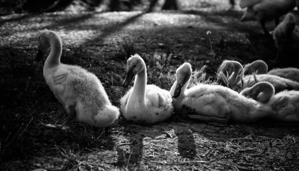 自然公園 動物や風景の中に小さなアヒルの子犬 — ストック写真