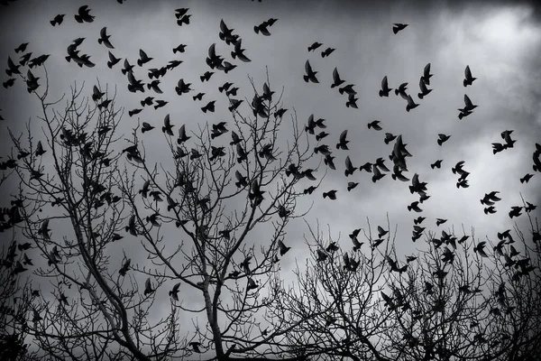 Estorninos Árboles Migrando Aves Libertad Naturaleza —  Fotos de Stock