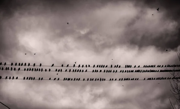 Sitzvögel Stromkabel Freie Vögel — Stockfoto