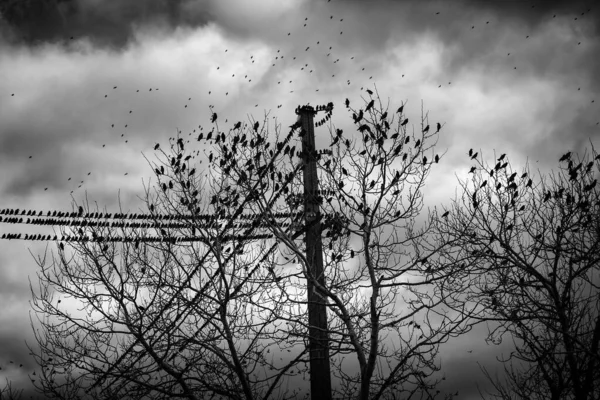 Szpaki Migrujących Drzewach Ptaki Wolności Przyroda — Zdjęcie stockowe