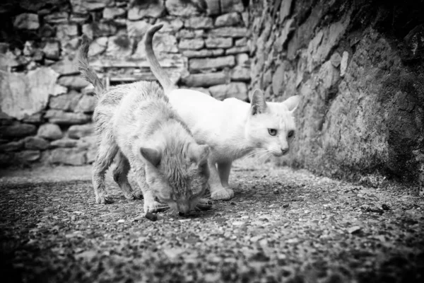 Γάτες Του Δρόμου Που Τρώνε Λεπτομέρεια Από Εγκαταλελειμμένα Ζώα — Φωτογραφία Αρχείου