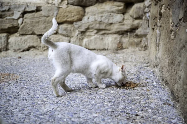 Street cats eating, detail of abandoned animals