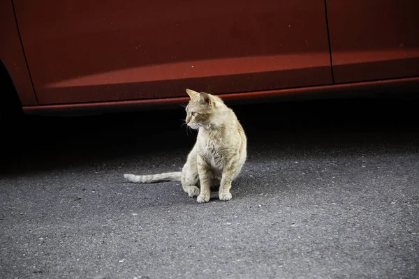 고양이를 버리고 외로움 — 스톡 사진
