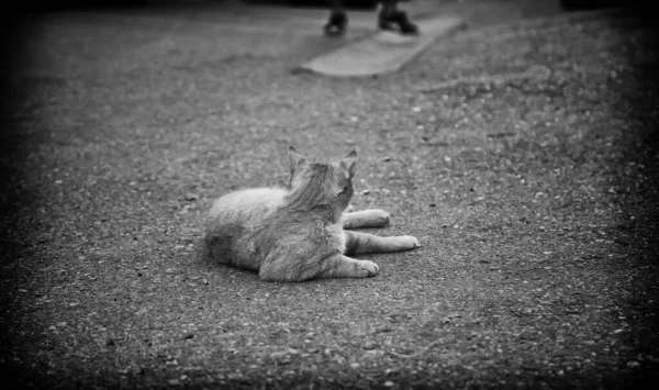 Кішки Покинуті Вулиці Зловживання Тваринами Самотність — стокове фото