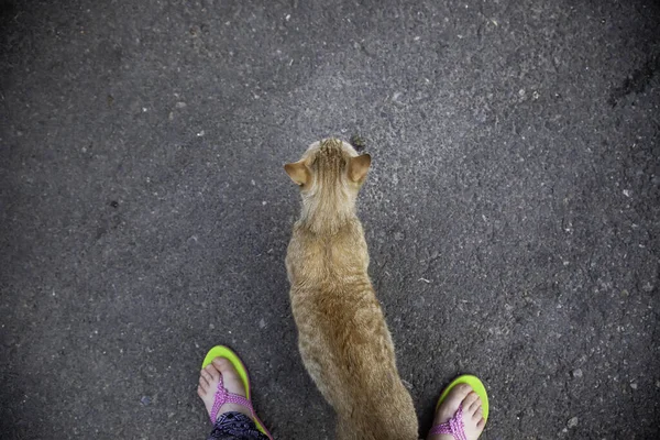 Auf Der Straße Ausgesetzte Katzen Tierquälerei Einsamkeit — Stockfoto