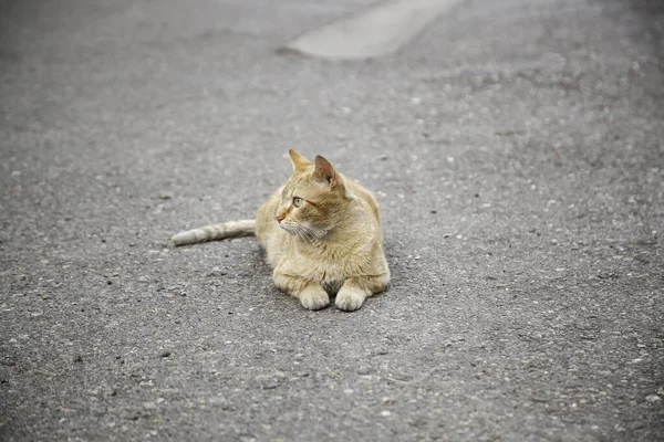 Sokakta Terk Edilmiş Kediler Hayvan Istismarı Yalnızlık — Stok fotoğraf