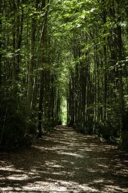 Geç kalmış ağaçlarla kaplı orman, doğa ve doğa, çevre