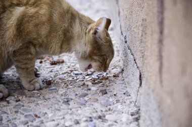 Sokak kedisi sokakta yemek yiyor, evcil hayvanlar...