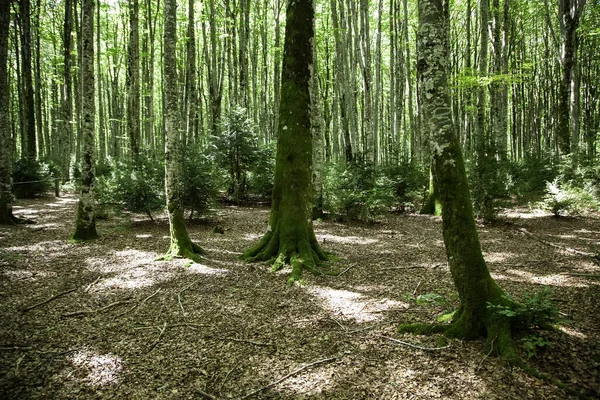 Bosque Con Árboles Belagua Senderismo Naturaleza Medio Ambiente — Foto de Stock