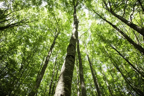 Bosque Con Árboles Belagua Senderismo Naturaleza Medio Ambiente —  Fotos de Stock