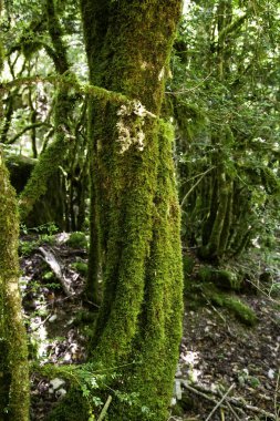 Geç kalmış ağaçlarla kaplı orman, doğa ve doğa, çevre