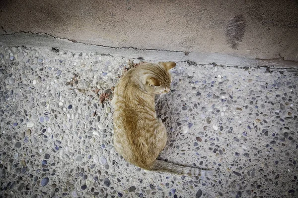 Başıboş Kedi Yemek Terk Edilmiş Hayvan Besleme Ayrıntıları — Stok fotoğraf