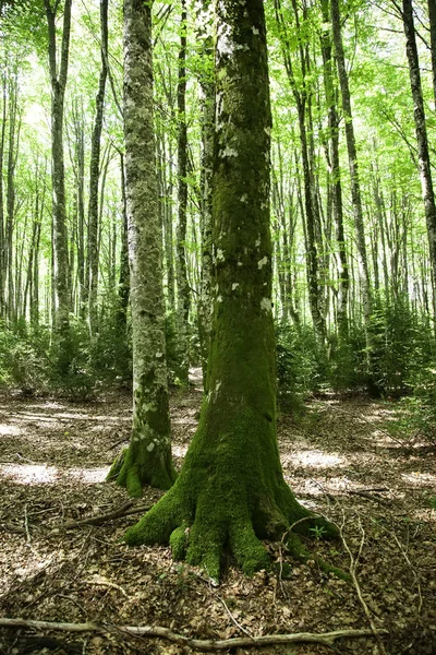 Bosque Con Árboles Belagua Senderismo Naturaleza Medio Ambiente — Foto de Stock