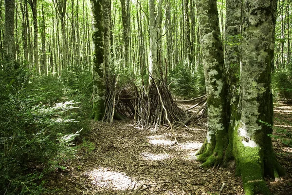 Bosque Con Árboles Belagua Senderismo Naturaleza Medio Ambiente — Foto de Stock