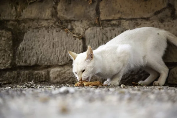 Gatti Randagi Che Mangiano Strada Dettaglio Animali Abbandonati — Foto Stock