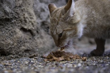 Sokak kedisi sokakta yemek yiyor, evcil hayvanlar...