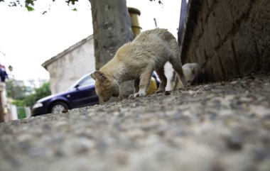 Sokak kedisi sokakta yemek yiyor, evcil hayvanlar...
