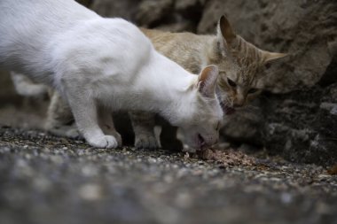 Sokak kedisi sokakta yemek yiyor, evcil hayvanlar...