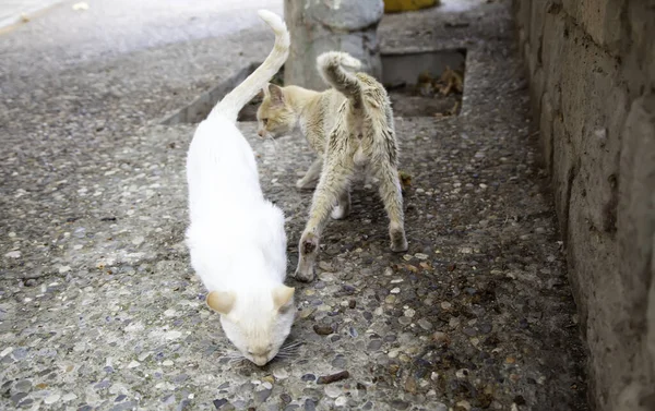 Sokak Kedisi Sokakta Yemek Yiyor Evcil Hayvanlar — Stok fotoğraf